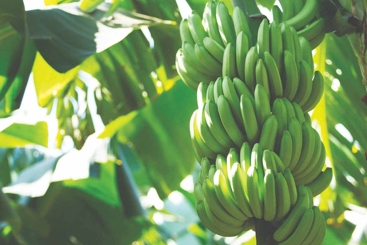 Chuối già Nam Mỹ chuẩn GlobalG.A.P.