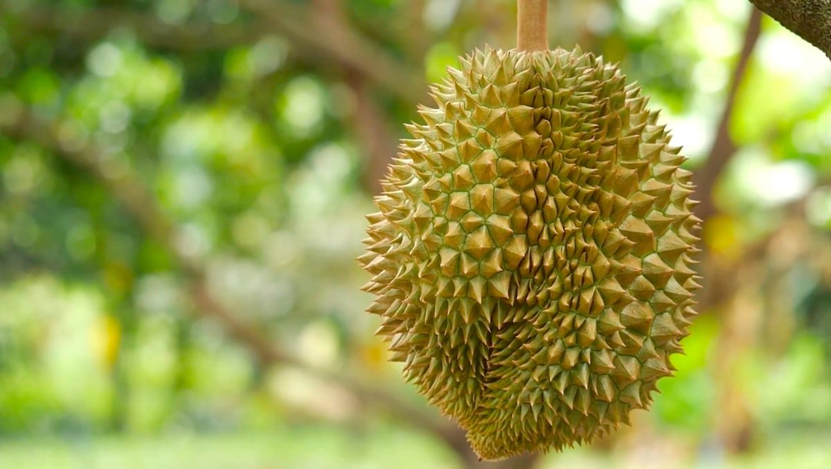 Sầu riêng