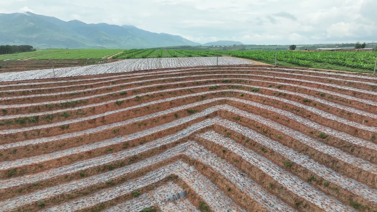 Vùng trồng cà phê trên cao nguyên Bolaven