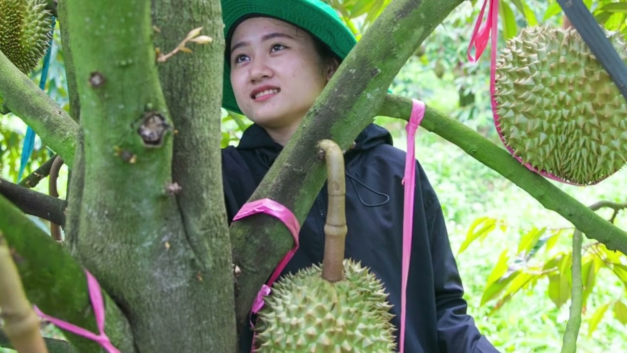 Video giới thiệu sầu riêng HAGL